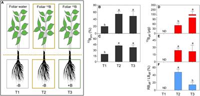 Foliar Supplied Boron Can Be Transported to Roots as a Boron-Sucrose Complex via Phloem in Citrus Trees